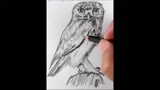Amazing Owl Pencil Drawing Timelapse