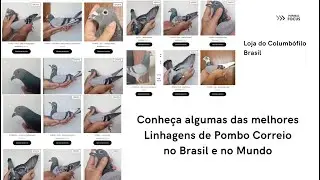 Loja do Columbófilo 01 - Conheça a Loja do Columbófilo