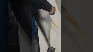 best tuna fish cutting skills  #tunafishcutting  #fishcutting_videos #fishcuttingskill #xfish