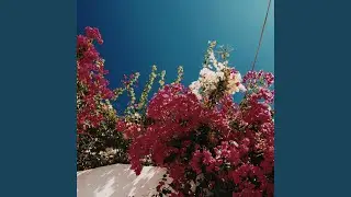 Spring Flowers
