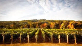 About Vintage Wine Estates