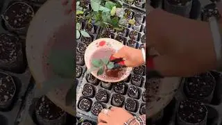gardener dips rose cuttings into a nutrient solution before planting them