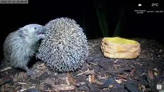 Bizarre hedgehog mating behaviour caught on camera @Nestflix-Squirrels