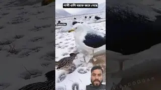 Look at the birds, they are covered in ice, but still alive. Allahu Akbar #shorts #short