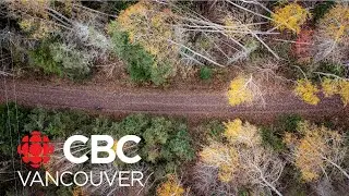 Checking in with trees around the world