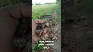 Ular korros / ular kayu #ptyaskorros#ratsnake