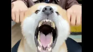 Funny Pet Video Mashup | 5-Minute Laughs