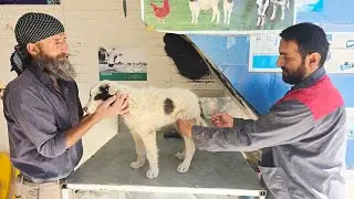 The Vet's News Broke Us&hellip; Can Barfi Make It?