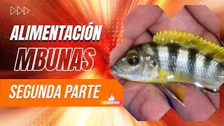 Alimentación Mbunas 2 .