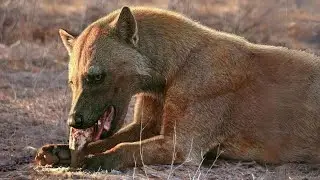 Chú 