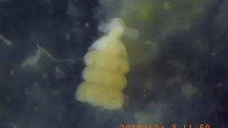 Strobilation of Rhopilema esculenta