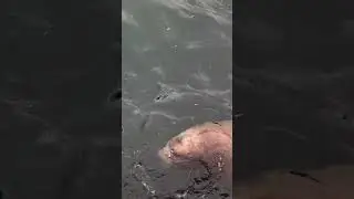 Sea Lions in a Symphony of Splash