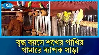 অস্ট্রেলিয়ার বনাঞ্চলের পাখির খামার ঝিনাইদহে! | Budgerigar Birds | Rtv News