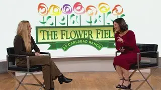 Single tickets go on sale for The Flower Fields in Carlsbad