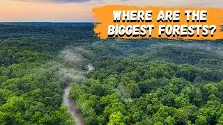 What are the biggest forests in the world?