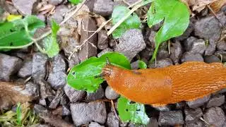 Red slug (wegslak/naaktslak) eating a leaf