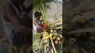 ତାଳ ଗଛ Ice Apple #palm #youtubeshorts