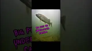 Eyoyo Underwater Footage of Northern Pike in Minnesota #icefishing #eyoyo #fyp #short #Minnesota