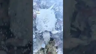 Snapping turtle hibernating in frozen water... what? 🧊🐢         🎥:  TikTok / livingforrural