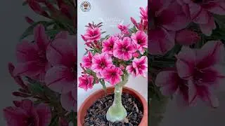 Buy Rare Imported Adenium Plant Online At Best Price 🌱 #adenium #plants #flowers #garden
