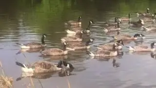 White Brow Fishing
