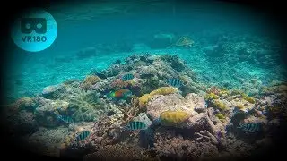 VR180 Great Barrier Reef - 2 minute VR Relaxation Meditation for Oculus Quest