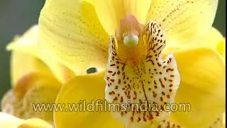 Sikkim Himalayan Flora: Orchids