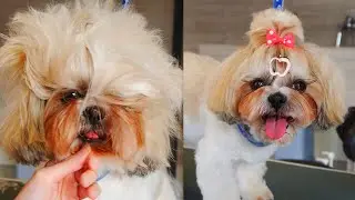 Grooming Shih Tzu with Top Knot