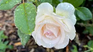 4K HDR - Rose Gruaud Larose - first year