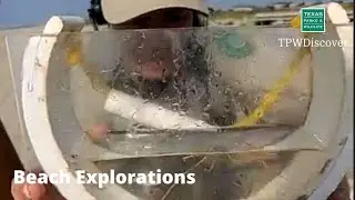 TPWDiscover | Beach Explorations