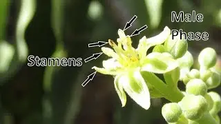 Close Ups of Avocado Flowers in Male Phase