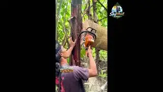 Fast Wood Cutting With a Chainsaw | Sky wood climber 