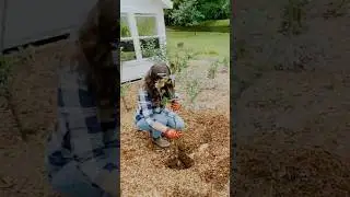 Growing A Mini Fruit Tree Orchard In My Backyard #fruittrees #orchard #pruning