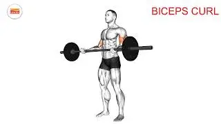 Bicep Curls -Breathe Right