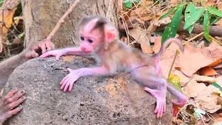 🔴LIVE :Little baby lying quietly on the ground, so endearing