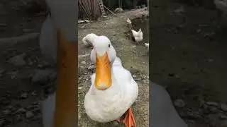 Angry Duck (I get attacked) #shorts #duck