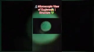 🔬Microscopic View of Euglena😱 | Structure #lifeupdate #knowledgevlogger #zoology