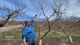 Pruning - North Ogden Peach Orchard