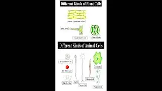 Different Kinds of Plant and Animal Cells   #geneticteacher