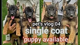 Single coat german shepherd puppy // #puppy #dog #pets #short #viral #trending #viralvideo