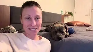 Pupdate on the Rescued Pittie- Day 3 After Trapping Him