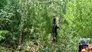 toada do boi traficante, serra do ramalho Bahia!