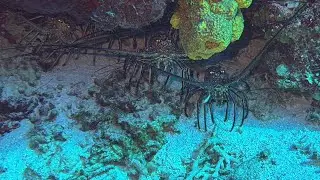 First Dive Cozumel November 2025