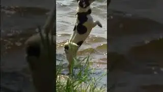 Собаки смешные 2 #shorts Pets Приколы с собаками Fun with dogs 狗 कुत्ता 犬 개 개 كلب Hund perro chien