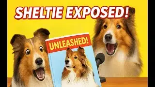 SHELTIE EXPOSED in National Magazine?! 🐾📰 Scandal or Truth? e412