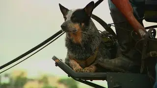 The right dog for the job, Doc Holiday will lead the military parade