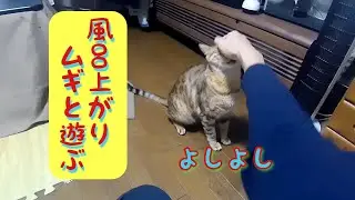 風呂上がりに猫と