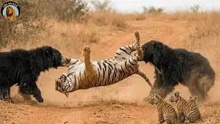 Osos Perezosos vs Tigre &ndash; Un Choque Inesperado por la Supervivencia #animalessalvajes