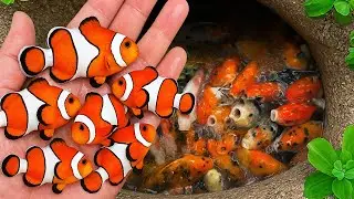 Catching Dozens of Nemo Fish and Hundreds of Baby Koi from Secret Hole