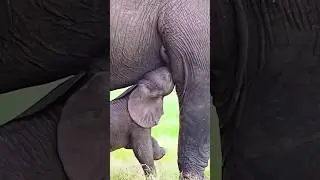 Angry Baby Elephant Goes Wild! 😱